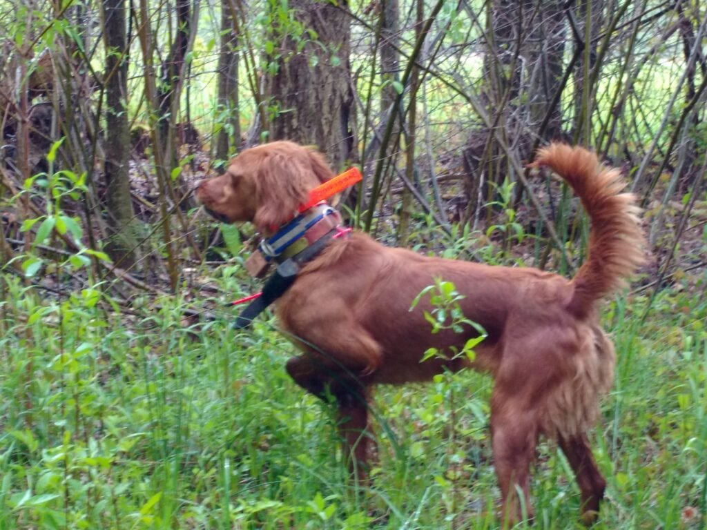 American Red Setter Bird Dog Club